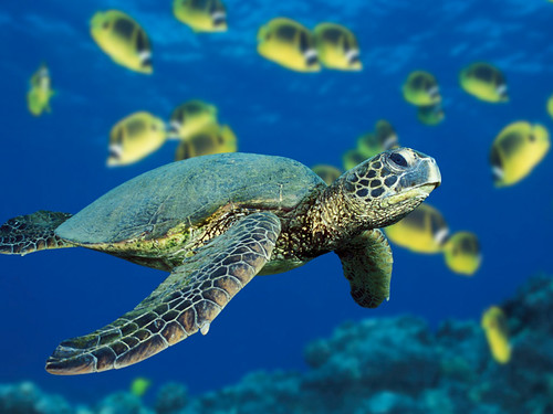 A green sea turtle swims past a school of Raccoon Butterflyfish near Hawaii. | by kimberlyward10188