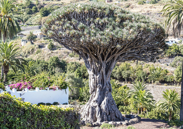 Drachenbaum - Tenerife