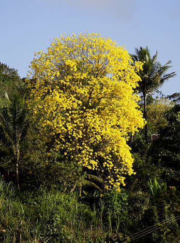 ipêamarelo bignoniaceae tabebuiaochracea corteza cortezamarilllo cortez yellowcortez