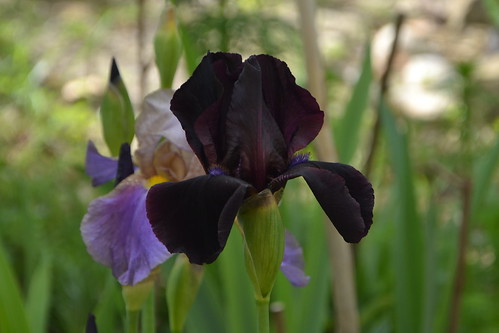  Nos Iris : floraisons 2012 32696583251_c9f51b3975