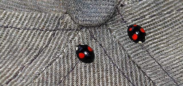 2 and 4 Spotted Harlequin Ladybird (3)