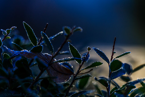 macro leaves closeup sunrise canon dawn backyard frost texas unitedstates outdoor sigma bluehour lumberton bmttx ifttt
