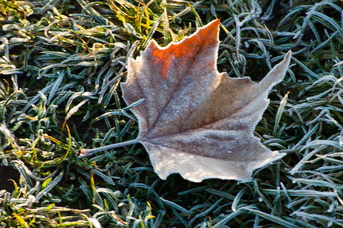 Frost: sycamore leaf on grass