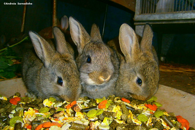Hora da refeição dos coelhos..