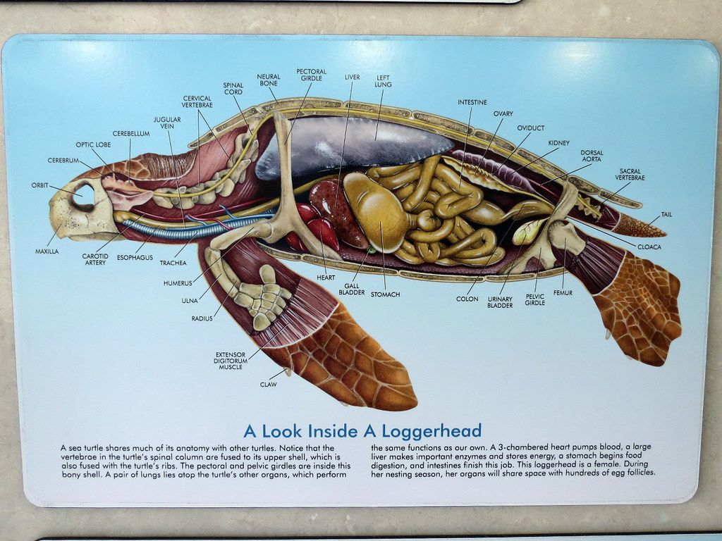 turtle anatomy | The Turtle Hospital, Marathon, FL www ...