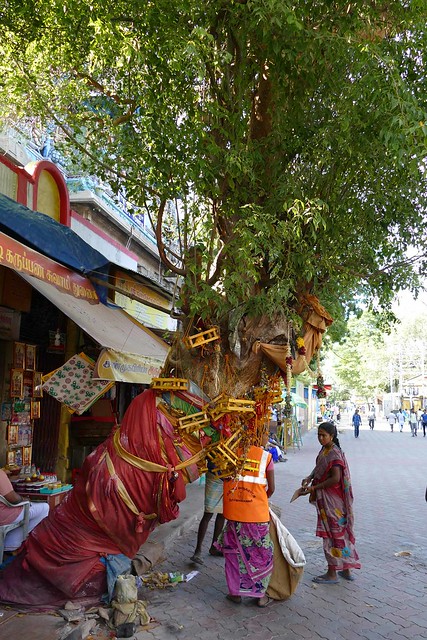 Madurai : Temple de Minakshi