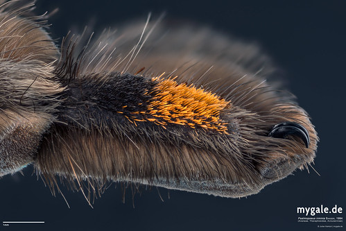 Tarantula Claws | by mygale.de
