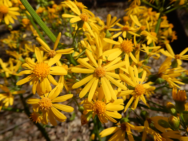 swamp butterweed