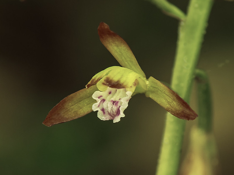 Puttyroot orchid flower