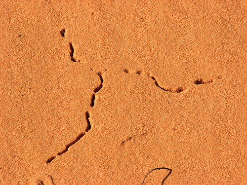 Sand Dunes 034 | by Chandler West