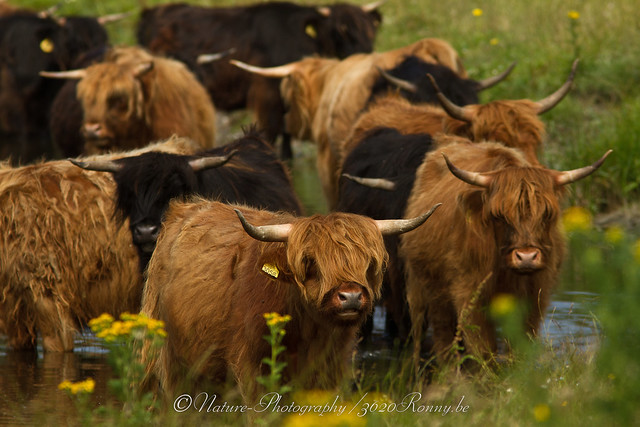 Schotse Hooglanders / Highland Cow