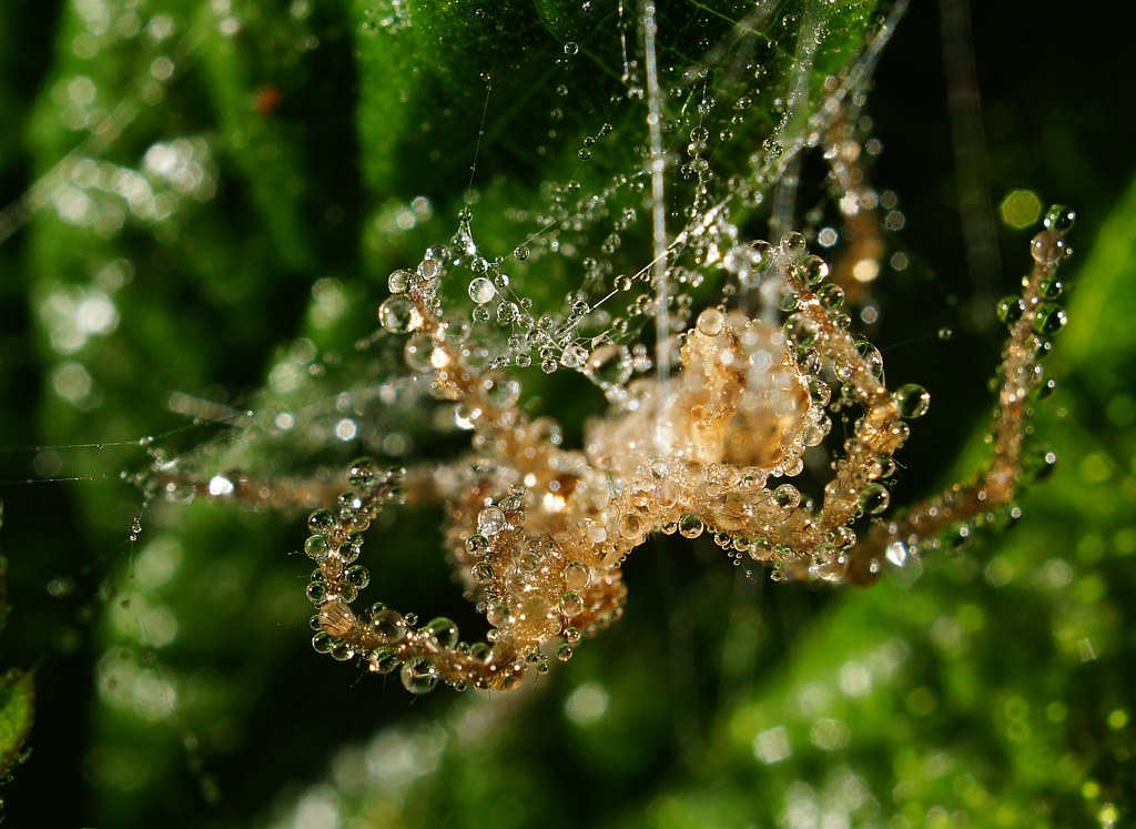 spider in dewdrops | I used the sel30m35 macro lens on nex-5… | Flickr