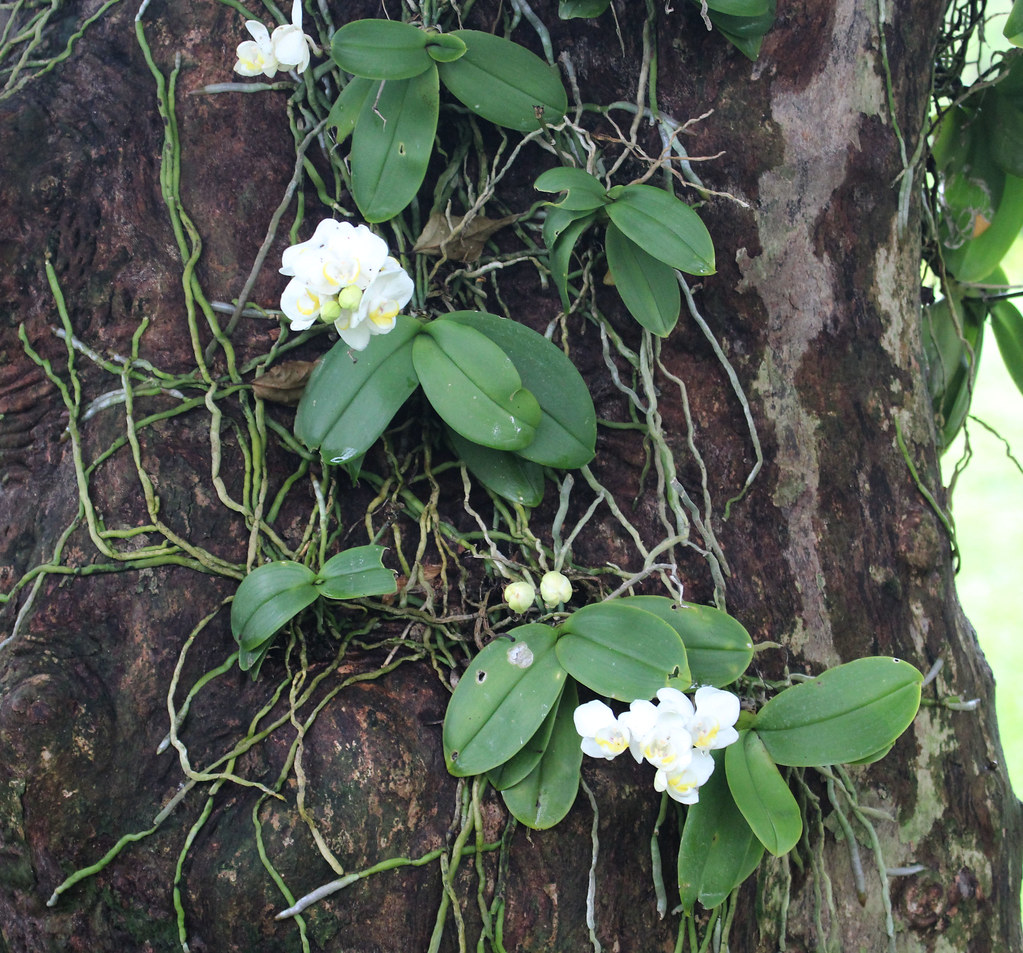 Phalaenopsis aphrodite var. formosa