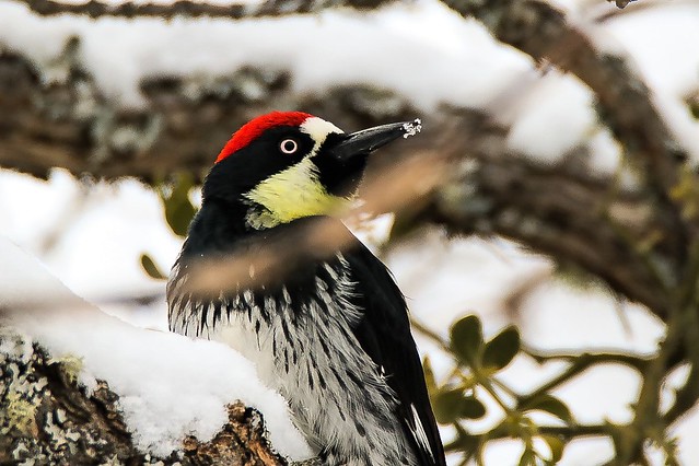Woodpecker eating snow