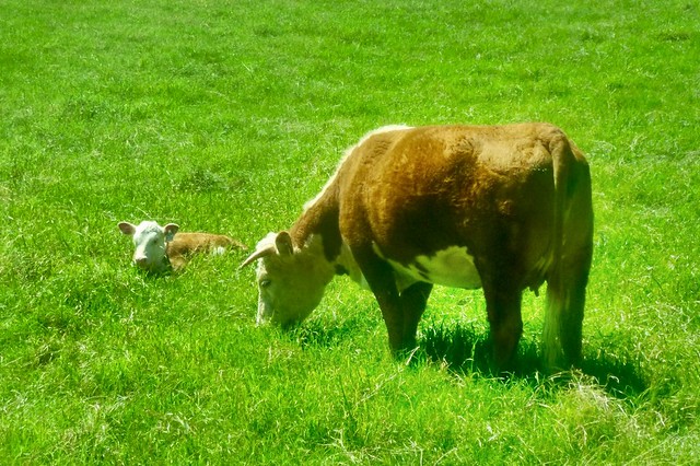 Cow and calf at LBJ Ranch in Texas
