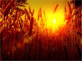 Sunset in the cornfields
