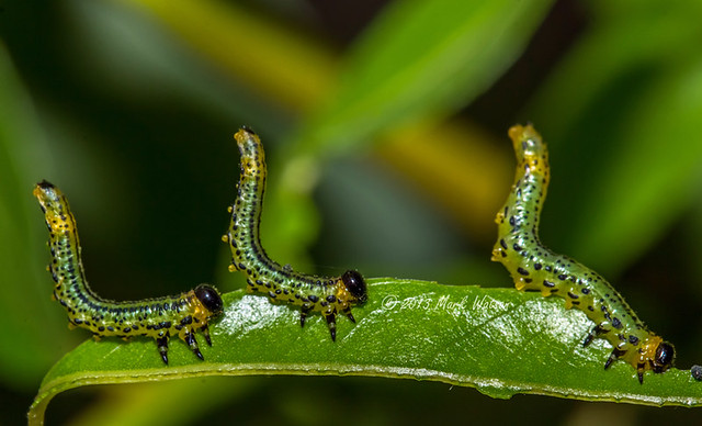 Caterpillar on leaf 11