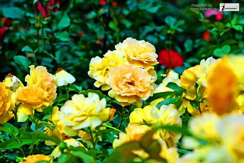 rose | by allen_smith35