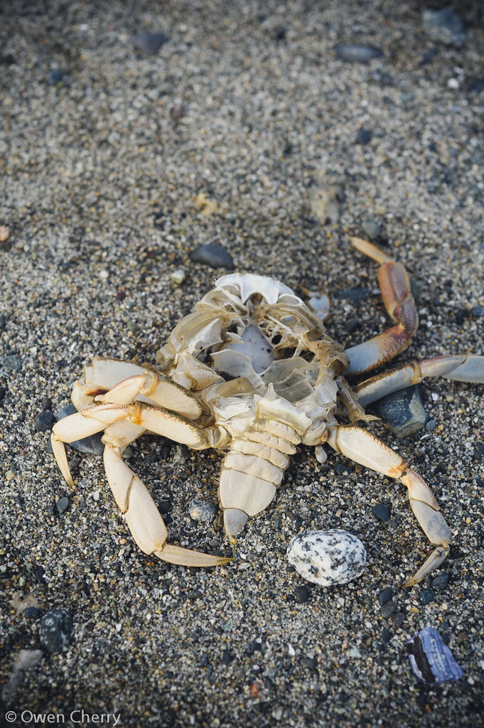 Former Crab