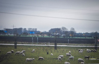 We even found a whole heard of sheep (right next to a McDonalds).  Just look at their babies on the bottom left.  I wish I could have gotten a beter shot.  When I am on my bicycle I will be able to stop anywhere.