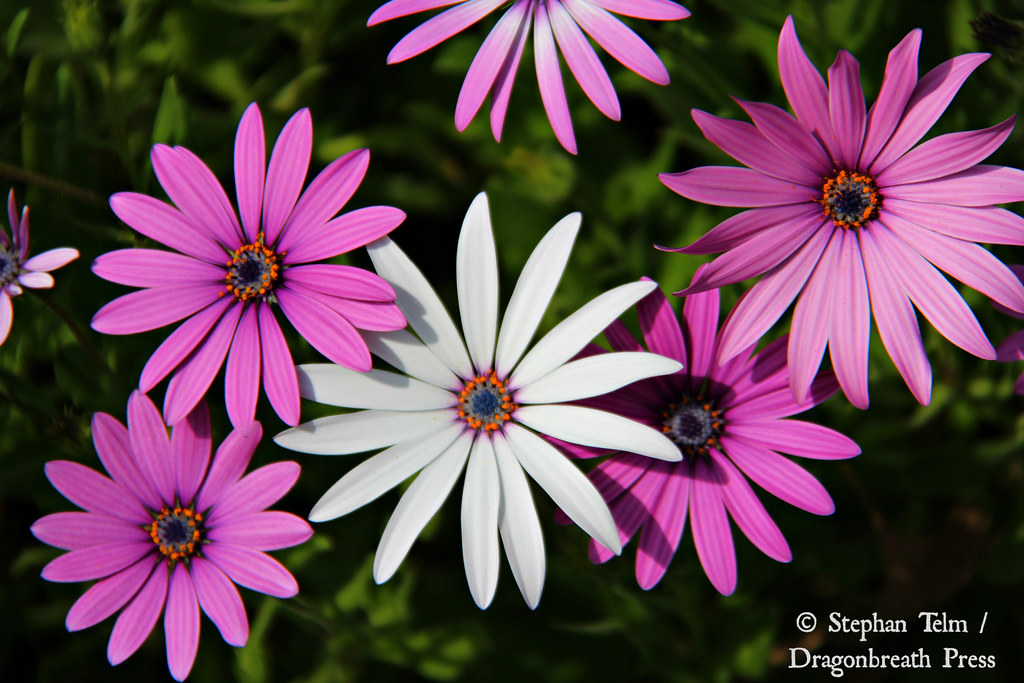 Flowers and Blossoms | Flickr