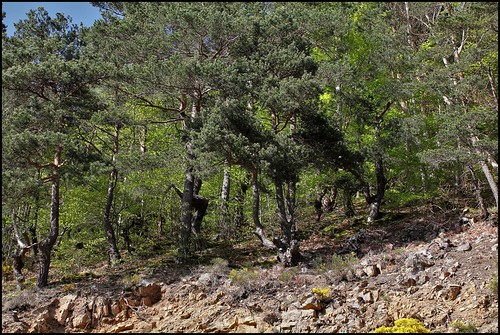 Pinus sylvestris - pin sylvestre - Page 2 33577602803_abeee90e35