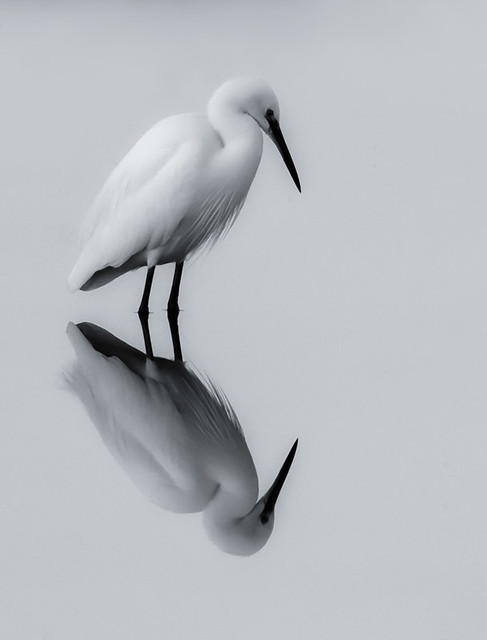 Egret in Black&White reflection