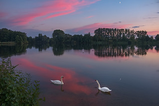 Sunset and swans