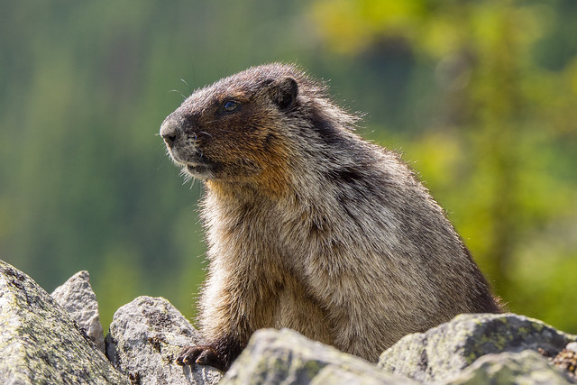 Marmot look out 2 - in Glacier National Park Canada