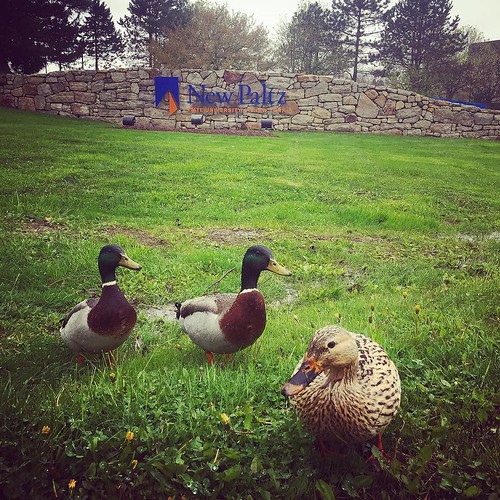 Even the ducks wanted a pic with the New Paltz sign!!! #npsocial #newpaltz #newpaltzducks #duckies