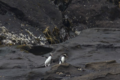 Rockhopper penguin hopping