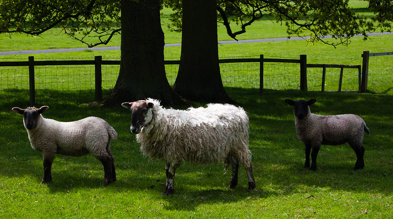 Ewe and lambs, Chillington