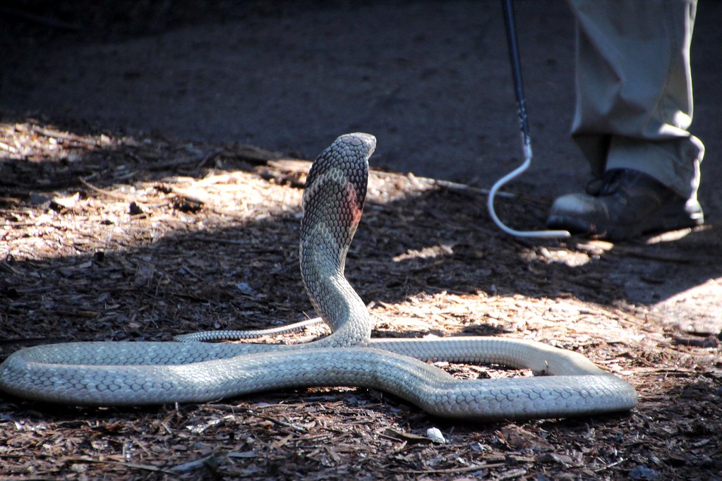 King cobra with snake keeper nearby, at Reptile Park, Gosf… | Flickr