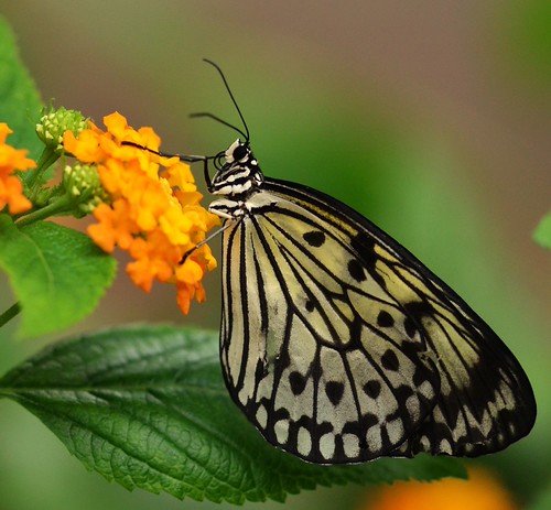 Yellow Butterfly | by hpromise-Jean Kohut'