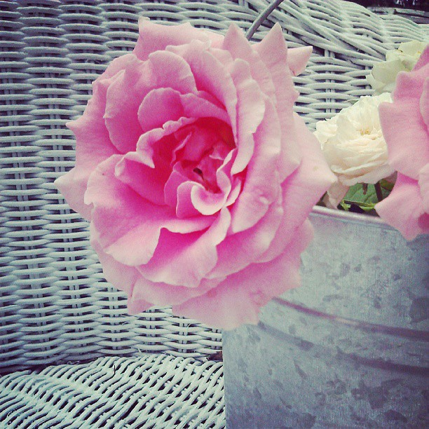 ~Roses & Wicker~