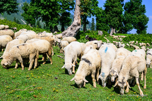 india animals sheep kashmir ind naturelandscape
