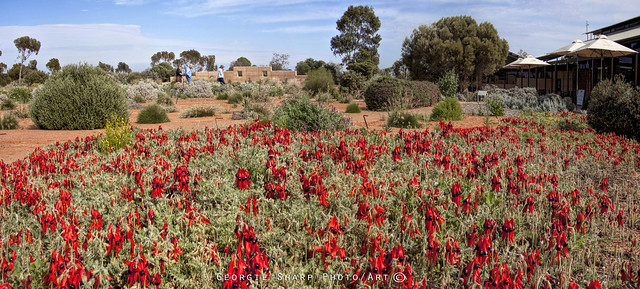 Spring time at the  AALBG _sturt pea