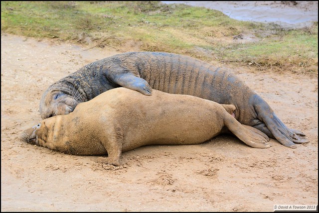 Pair of Seals Trying to Mate! @ Donna Nook Nature Reserve, Lincolnshire