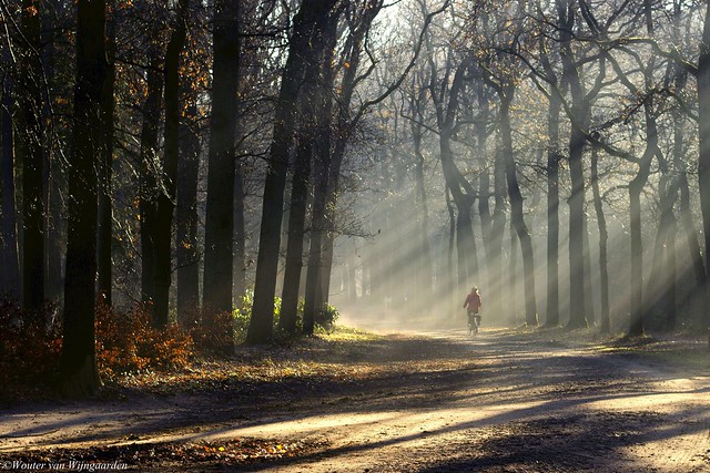 Cycling through a magical world of sun rays.