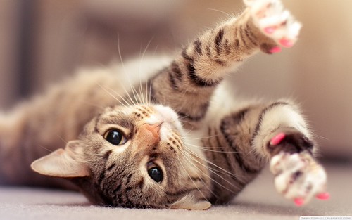 animated cat wallpaper for desktop