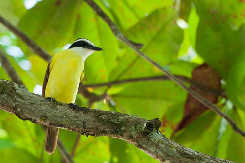 bird wildlife birding ornithology birdwatching oiseau faune greatkiskadee ornithologie tyranquiquivi