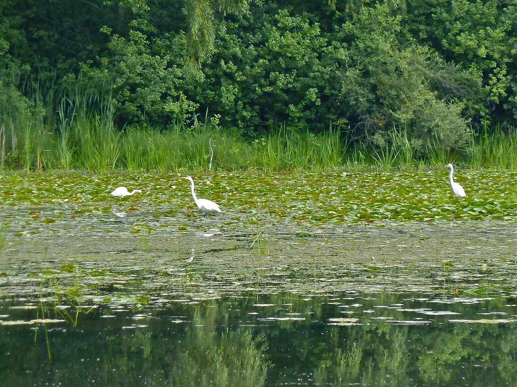 7A, Flock of Egrets, Nearby Huron River