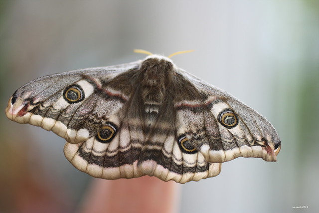 Emperor moth from last summer's larva Explored # 172.  6.4.14