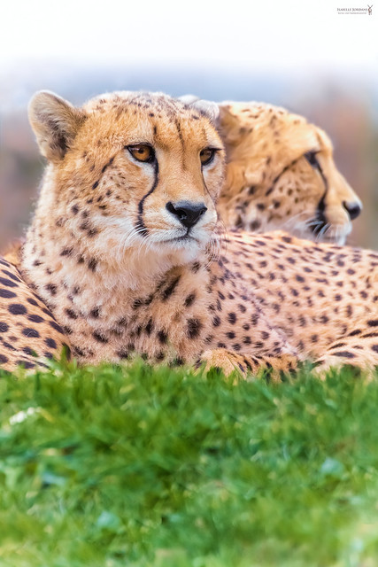 Brothers | Gepard - cheetah ( Acinonyx jubatus )