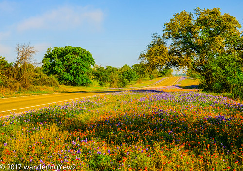 hillcountry llanocounty texas texashillcountry texaswildflowers bluebonnet flower indianpaintbrush wildflower fujixpro2