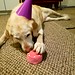 Happy 14th birthday, Sadie!