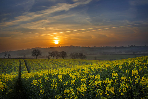 sunrise morning spring flowers mist early sun april oilseedrape oilseed yellow crop agriculture field farm farmer arable cropping tillage ulster northernireland alanhopps canon 80d sigma 1770mm landscape undulating tramlines outdoors sky grow brassica scarva countyarmagh