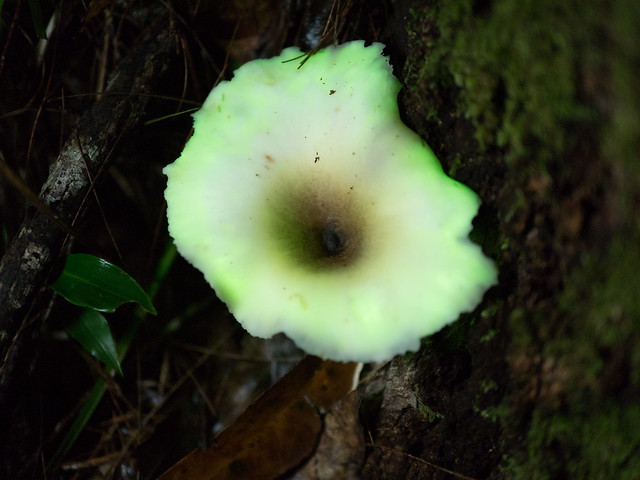 Ghost Fungus Omphalotus nidiformis