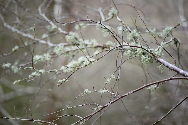 Lichens on wintery tree