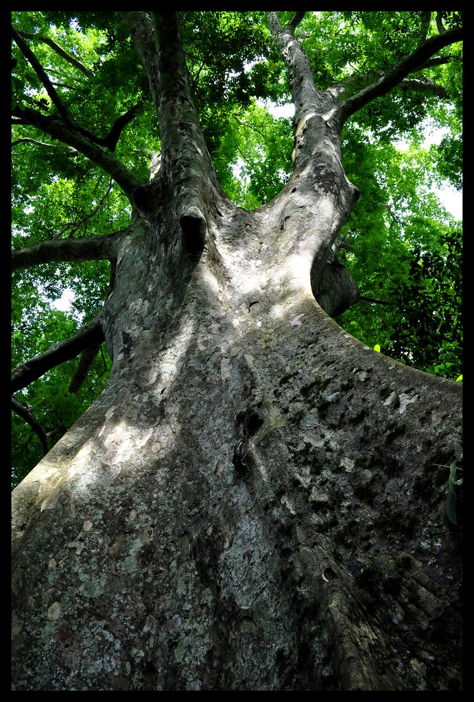 arbres | Flickr